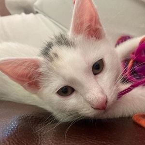 Meet your Posher, Tarisa